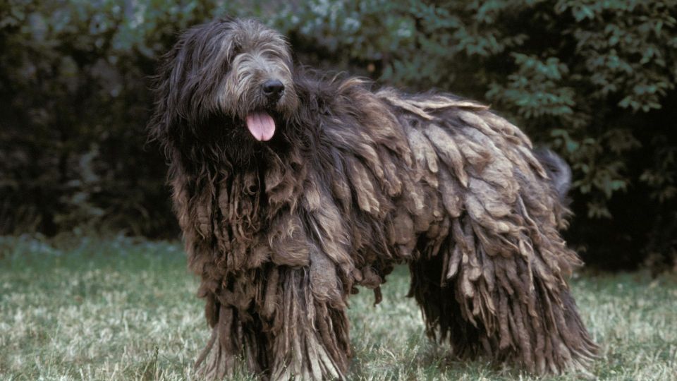 Catalan Sheepdog